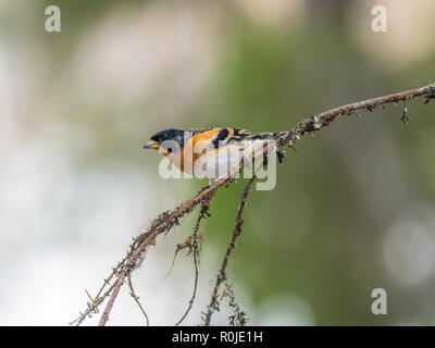 Bergfink (Fringilla montifringilla) sitzt auf einem Zweig in einer Kiefer. Stockfoto