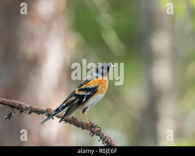 Bergfink (Fringilla montifringilla) sitzt auf einem Zweig in einer Kiefer. Stockfoto