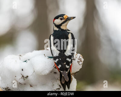 Großartig - Buntspecht (Dendrocopos major) Fütterung im Schnee. Finnland Stockfoto