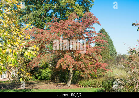 Cornus Kousa chinensis Stockfoto