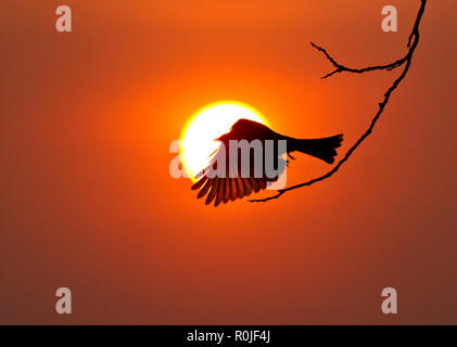 Ein Fork-tailed Dronga startet von der Stange vor der untergehenden Sonne auf einer schnellen Flug ein Insekt zu ergreifen Stockfoto