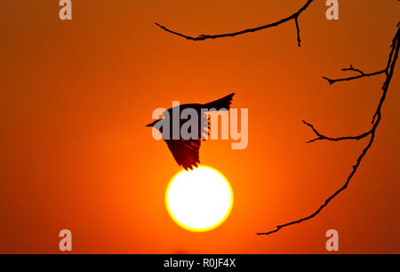 Ein Fork-tailed Drongo startet von der Stange vor der untergehenden Sonne auf einer schnellen Flug ein Insekt zu ergreifen Stockfoto
