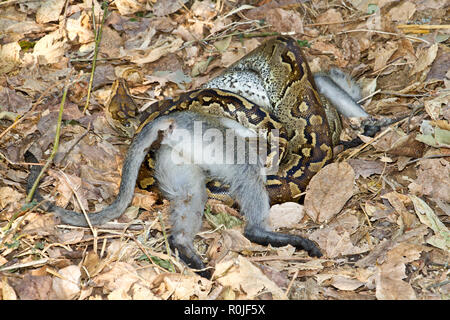 Ein Rock Python mit seiner Beute hat es durch die Verengung getötet. Seine crytpic Färbung helfen, sich in der blattsänfte verbergen, so dass Sie in der Regel sehr Ale Stockfoto