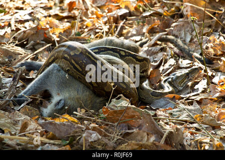 Ein Rock Python mit seiner Beute hat es durch die Verengung getötet. Seine crytpic Färbung helfen, sich in der blattsänfte verbergen Stockfoto