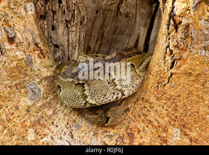 Ein Rock Python ruhen im Bole eines Sycamore fig nach einem guten Essen und verbringen Wochen dogesting die Mahlzeit und den sparsamen Umgang mit Energie Stockfoto