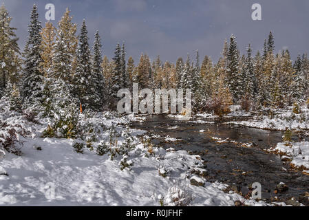 Schöne Aussicht auf den Wald mit grünen Fichten und gelbe Lärchen im Schnee, Fluss und Schneeverwehungen nach dem ersten Schneefall Stockfoto