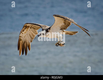 Fischadler, Pandion haliaetus, im Flug mit Fisch, Hamata, Rotes Meer, Ägypten Stockfoto