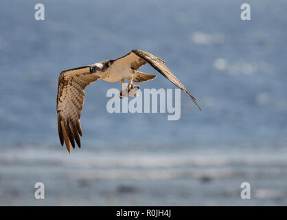 Fischadler, Pandion haliaetus, im Flug mit Fisch, Hamata, Rotes Meer, Ägypten Stockfoto