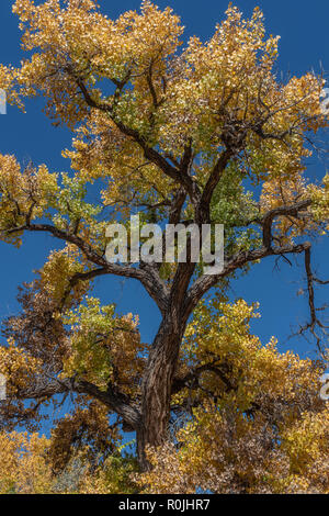 Cottonwood Bäumen im Herbst Stockfoto