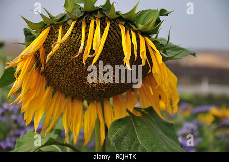 Blüte einer Sonnenblume im Herbst mit welken gelben Zungenblüten und Blumen mit fibunacci bestellen Stockfoto