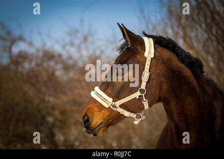 Schöne braune Pferd Portrait mit weißem Gebiß in den frühlingswald Stockfoto