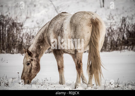 Dirty White Horse Beweidung auf dem Schnee Stockfoto