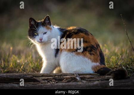 Adorable bunte Katze sitzt auf anmelden und Sie auf der Suche Stockfoto