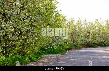 Weg mit Apple wilde Bäume, mit weißen Blumen, seitlich Stockfoto