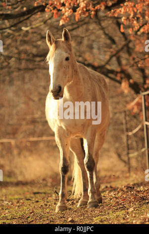 Weißes Pferd im Wald Stockfoto