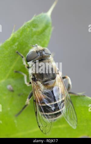 Klartext, Eristalis arbustorum dronefly konfrontiert, eine wichtige Bestäuber Stockfoto