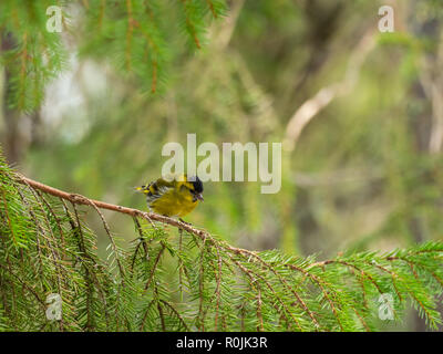 Siskin (Carduelis spinus) auf einem Baum gehockt Stockfoto