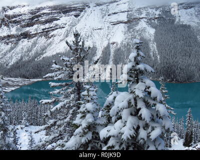 Spektakuläre winter Szene am Peyto Lake im Banff National Park, Kanada, mit Bergen und Bäumen von Schnee bedeckt. Bild der beliebteste Tour Attraktion. Stockfoto