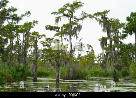 Zypressen bedeckt mit spanischem Moos im Wasser eines Bayou in Louisiana Stockfoto