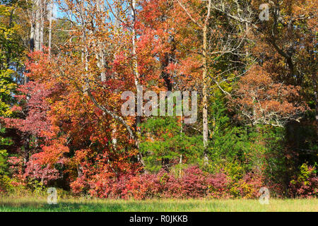 Herbstfarben im Great Smoky Mountains National Park Stockfoto