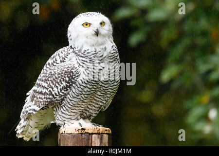 Schneeeule Stockfoto