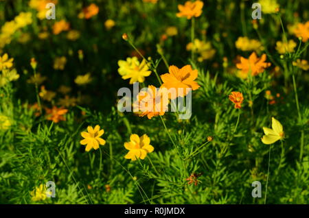 Gruppe von schönen Blumenstrauß gelb cosmos Blumen im Frühling im Garten, Stockfoto