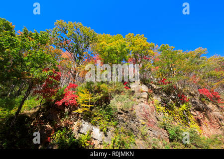 Herbst Farbe auf Newfound Gap Road, Smoky Mountains National Park Stockfoto