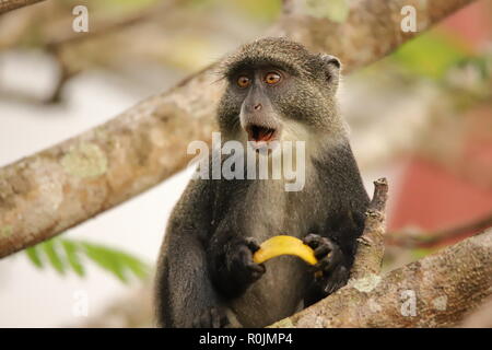 Die sykes Monkey scheint überrascht zu werden. Stockfoto