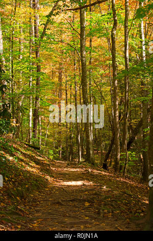 Meigs Creek Trailhead, Smoky Mountains National Park Stockfoto