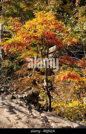 Herbst Farbe in Smoky Mountains National Park Stockfoto