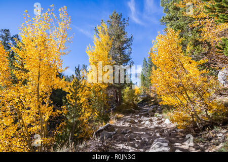 Wanderweg durch ein Wäldchen von Aspen Bäume in der östlichen Sierra Mountains, Kalifornien; schöne Herbstfarben Stockfoto