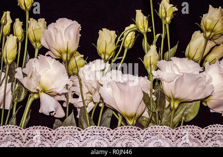 Zarten weißen Blüten der Lisianthus mit weißen Openwork bestickt Grenze auf schwarz Sperrholz Stockfoto