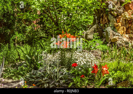 Blühende grosse orange Lilien im Hof unter den Bäumen und anderen Pflanzen Stockfoto