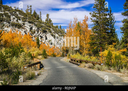 Bunte Aspen Bäume Futter bis eine gepflasterte Straße in der östlichen Sierra Berge an einem sonnigen Herbsttag; Kalifornien Stockfoto