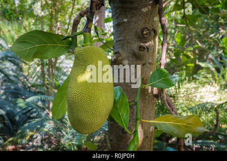 Jackfruit hängen am Baum, Jack Frucht am Baum Stockfoto