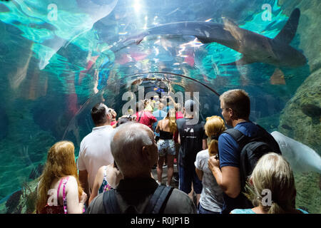 Teneriffa, Kanarische Inseln, Spanien - September 2018: Personen innerhalb des Shark tunnel Aquarium der Loro Park (Loro Parque) Zoo in Teneriffa. Stockfoto