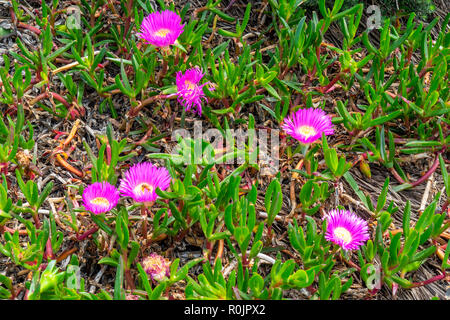 Pigface Carpobrotus glaucescens saftige blätterte Bodendecker Pflanzen in Sydney, NSW, Australien. Stockfoto