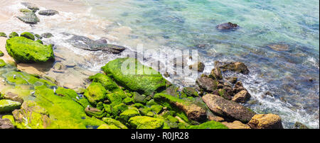 Möwen auf Algen Felsen am südlichen Ende der Bondi Beach Sydney NSW Australien abgedeckt. Stockfoto