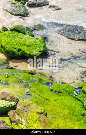 Möwen auf Algen Felsen am südlichen Ende der Bondi Beach Sydney NSW Australien abgedeckt. Stockfoto