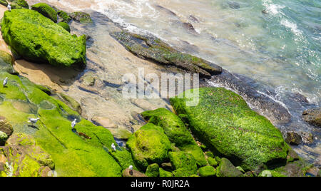 Möwen auf Algen Felsen am südlichen Ende der Bondi Beach Sydney NSW Australien abgedeckt. Stockfoto