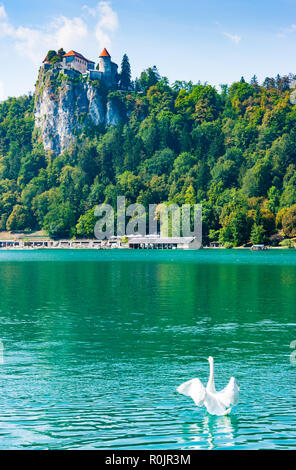 Vertikale Ansicht von Bled Burg erbaut auf einem Abgrund mit Blick auf den Bleder See, wo ein Schwan Schwimmen ist, oberen Krain, Slowenien Stockfoto