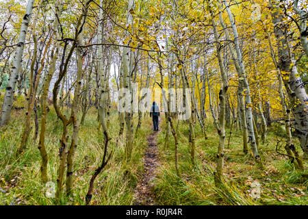 Unbekannter Mann zu Fuß durch eine Aspen Tree Grove im Herbst Laub an einem bewölkten Tag gekleidet, der östlichen Sierra Mountains, Kalifornien Stockfoto