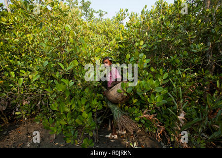 Honig Collector lokal bekannt als "mawal" bricht eine Wabe Honig in den Sundarbans, ein UNESCO-Weltkulturerbe und ein Naturschutzgebiet zu erhalten. Sat Stockfoto