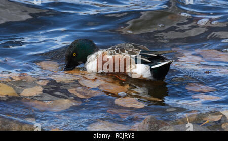 Männliche Northern shoveler Ente Erpel Essen beim Schwimmen in Wellen, die durch hohe Wind in See Wasser voller Blätter im Herbst in der Nähe von Ufer verursacht Stockfoto