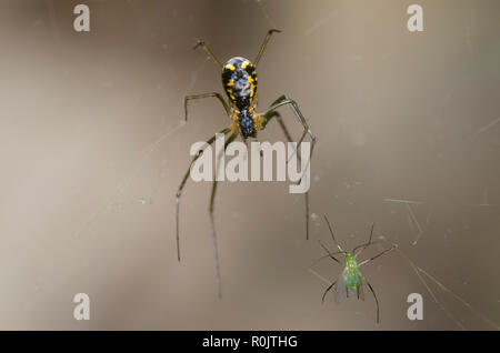 Sheetweb Spinne, Unterfamilie Linyphiinae, mit Eiskaffee, Familie Aphididae, Beute Stockfoto