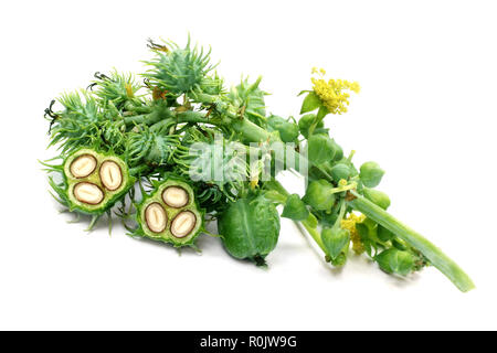 Castor Herbal grüne Bohnen auf weißem Hintergrund Stockfoto