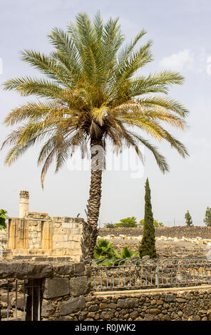 3. Mai 2018 eine stattliche Palmen neben den Ruinen eines ersten Jahrhundert jüdische Synagoge in der antiken Stadt Kafarnaum in Israel. Stockfoto