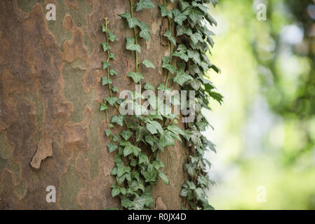 Szenen aus der M'Finda Kalunga gemeinschaft Garten in Manhattans Lower East Side. Stockfoto