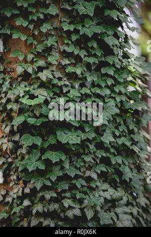 Szenen aus der M'Finda Kalunga gemeinschaft Garten in Manhattans Lower East Side. Stockfoto