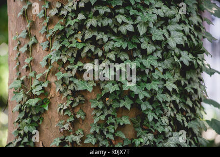 Szenen aus der M'Finda Kalunga gemeinschaft Garten in Manhattans Lower East Side. Stockfoto